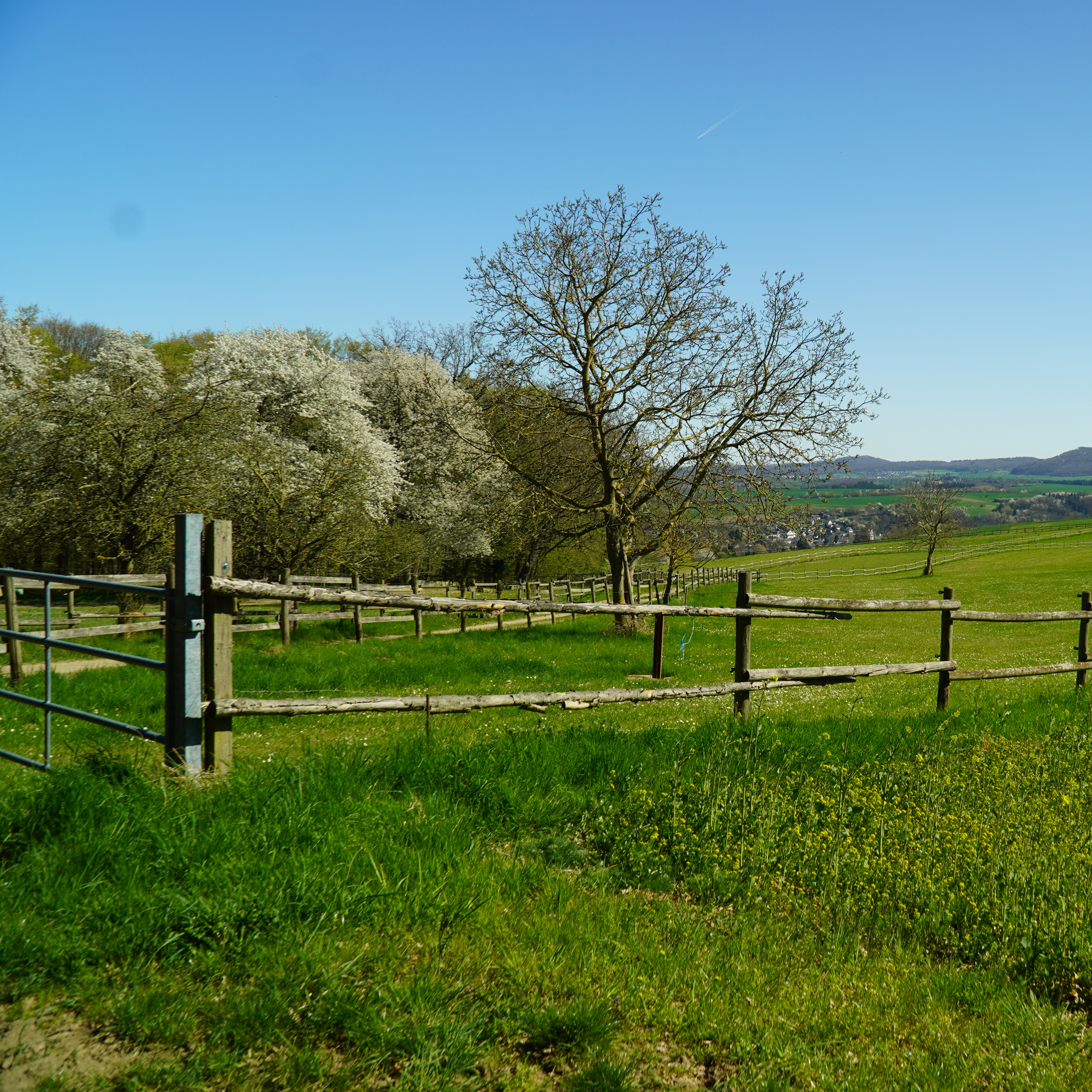 40 Hektar Weideland in der Eifel
